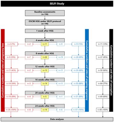 Iodine and other factors associated with fertility outcome following oil-soluble contrast medium hysterosalpingography: a prospective cohort study